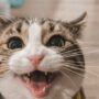 Cats, Sprinklers & Rocking Chairs
